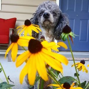 Meet your Posher, Lillian